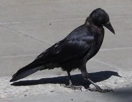 [crow]
