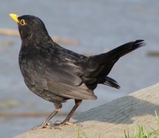 [blackbird, male]