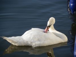 [swan]