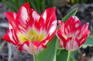 ['Silver Standard' - a 1740 tulip]