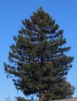 [pine tree]