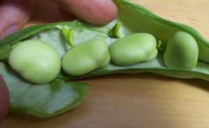 [an open fava beans pod, showing beans]