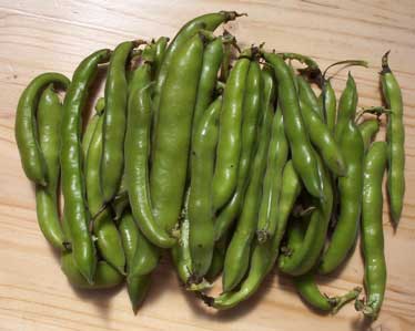 [a bunch of fava beans]