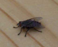 [a house fly]