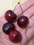 [cherries]