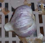 [garlic]