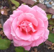 [pink rose]